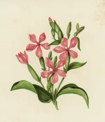 Common Soapwort, Saponaria Officinalis