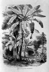 Conuco of Plantain and Tobacco, from Santo Domingo Past and Present