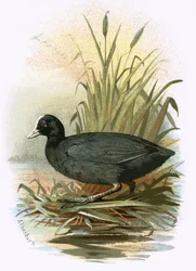 Coot