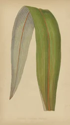Cordyline (Dracaena) Indivisa