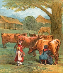 Cows Driven Home to be Milked