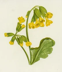 Cowslip, Primula Veris