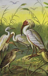Cranes, Herons, and Spoonbill