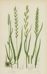 Crested Wheat, Rushy Sea Wheat, Creeping Wheat, or Couch Grass, Fibrous Rooted Wheat