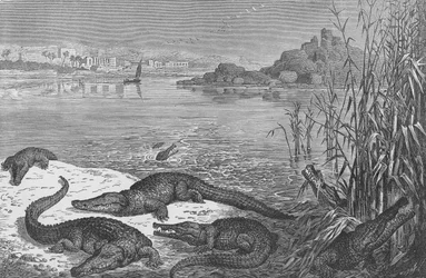 Crocodiles on the Upper Nile
