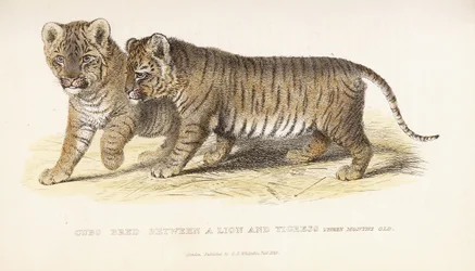 Cubs Bred between a Lion and Tigress, Three Months Old