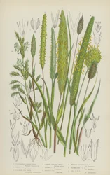 Cultivated Canary Grass, Reed Canary Grass, Common Sea Reed, Common Cats-Tail Grass