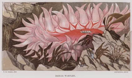 Dahlia Wartlet