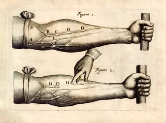 The Motion of the Heart and Blood in Living Beings