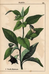 Deadly nightshade, from 