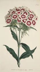 Dianthus Barbatus Bearded Pink