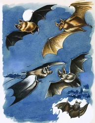 Different species of bat