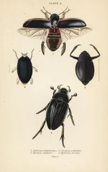 Diving beetle, common whirligig beetle, Cyclous vittatus, and great silver water beetle