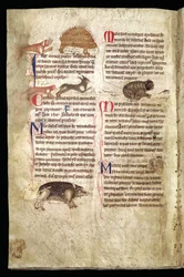 Animals Chasing Each Other, English Bestiary, Early 13th Century