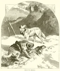 Dogs of St. Bernard