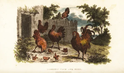 Domestic cock and hen with chicks in a barnyard