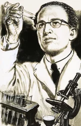 Dr Jonas Salk, Creator of the Polio Vaccine, Looks at a Test Tube