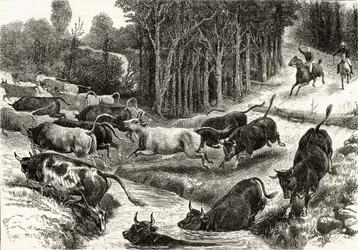 Driving Cattle in Australia, c.1880, from 