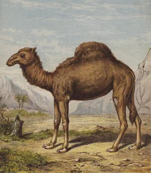 Dromedary