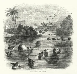 Duck-Hunting with Gourds