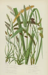 Dwarf Capillary Carex, Loose Flowered Alpine Carex, Mud Carex, Scorched Alpine Carex