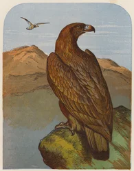Eagle
