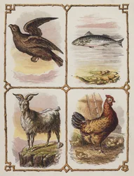 Eagle, Fish, Goat, Hen