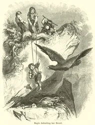 Eagle Defending Her Brood