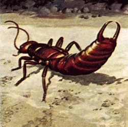 Earwig