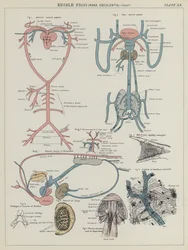Edible Frog, Rana Esculenta