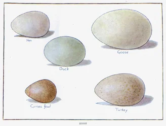 Eggs