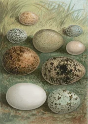 Eggs