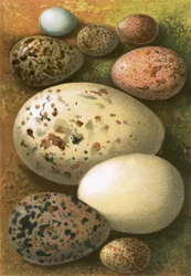 Eggs