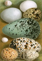 Eggs