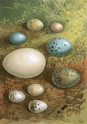 Eggs