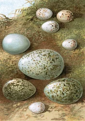 Eggs