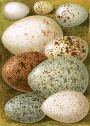 Eggs