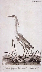 Egret, from 