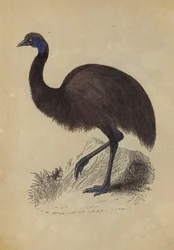 Emu
