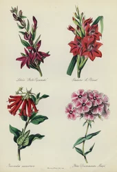 English Flower Garden: Lobelia 