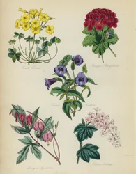 English Flower Garden: Oxalis Cernua, Unique Pelargonium, Torenia Asiatica, Dielytra Spectabilis, Ribes Albidum