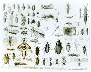 Entomology Insects