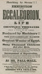 Exhibition of the Eccaleobion