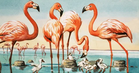 Flamingoes