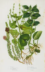 Flowering Plants of Great Britain: Asarabacca, Black Crowberry, Perennial Mercury, Annual Mercury