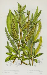 Blunt-Stipuled Triandrous Willow, Sharp Stipuled Triandrous Willow, Sweet Bay-Leaved Willow, Crack Willow