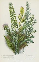 Broad Leaved Pepper Wort, Narrow Leaved Pepper Wort, Field Pepper-Wort, Hairy Pepper Wort, Bitter Candy Tuft