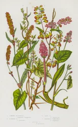 Flowering Plants of Great Britain: Common Buckwheat, Climbing Buckwheat, Copse Buckwheat, Amphibius Persecaria, Spotted Persecaria