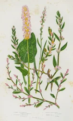 Common Buckwheat, Viviparous Alpine Buckwheat, Common Knot Grass, Rays Knot Grass, Sea Side Knot Grass