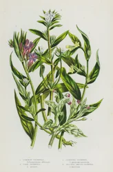 Flowering Plants of Great Britain: Common Gromwell, Corn Gromwell, Creeping Gromwell, Sea Side Smooth Gromwell